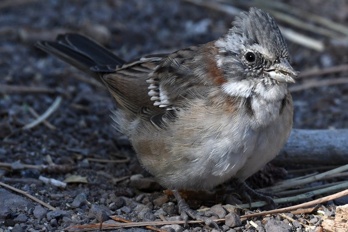Rufous-collared Sparrow - ML632188360
