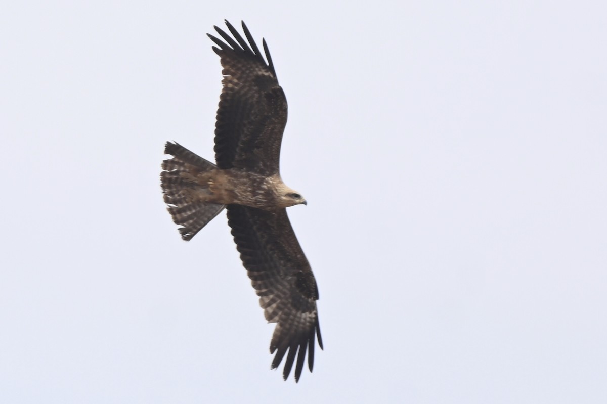 Long-legged Buzzard - ML632188484