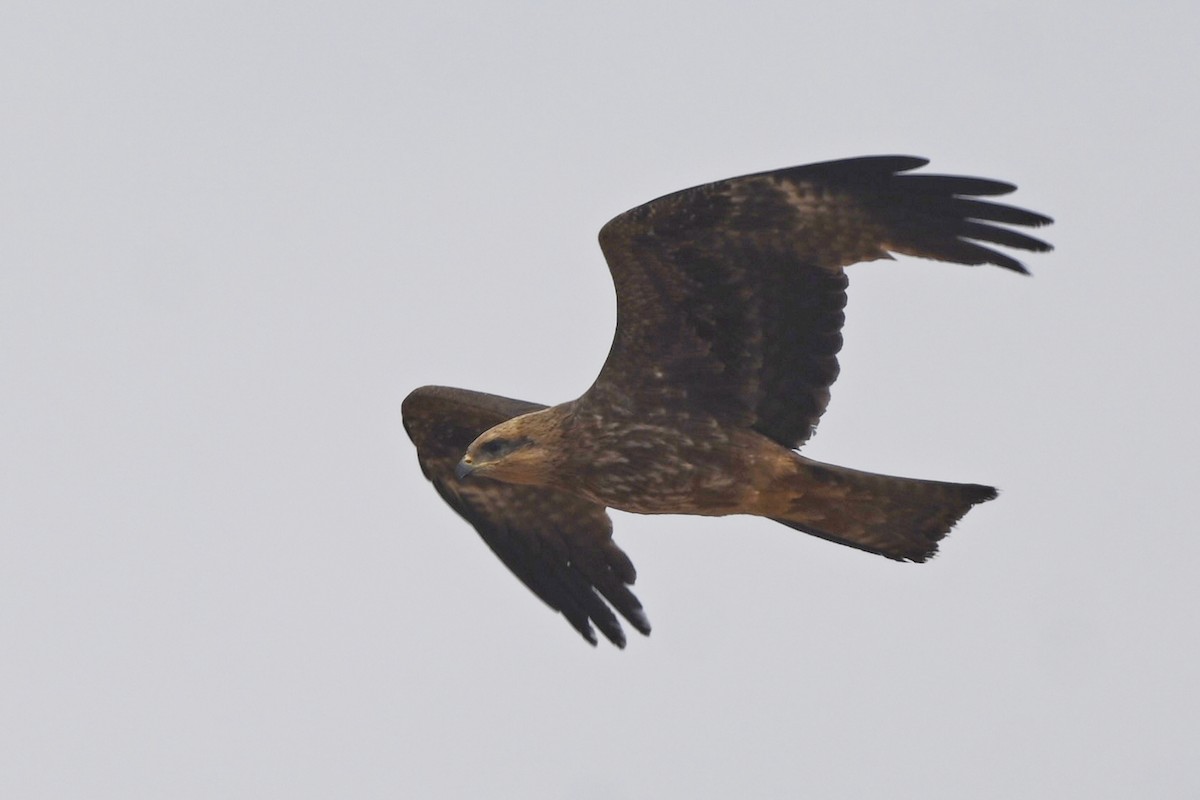 Long-legged Buzzard - ML632188485