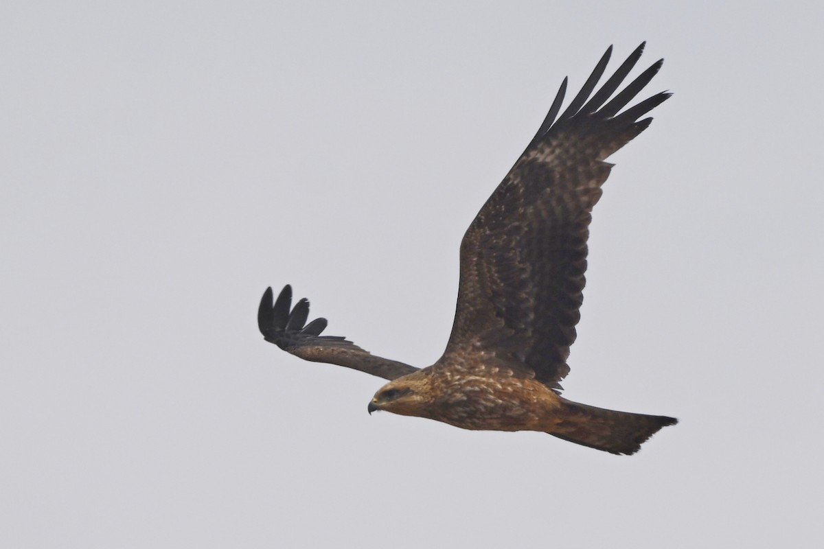 Long-legged Buzzard - ML632188486