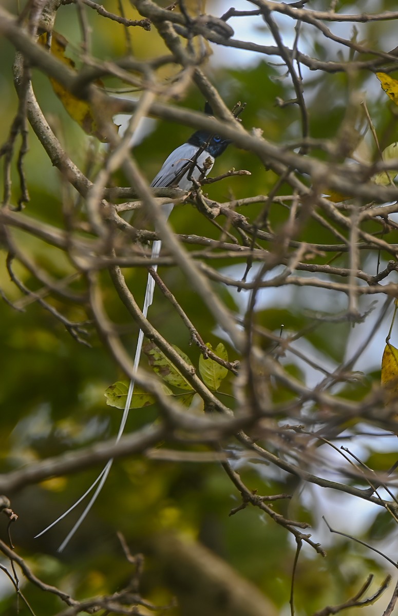 Indian Paradise-Flycatcher - ML632188493