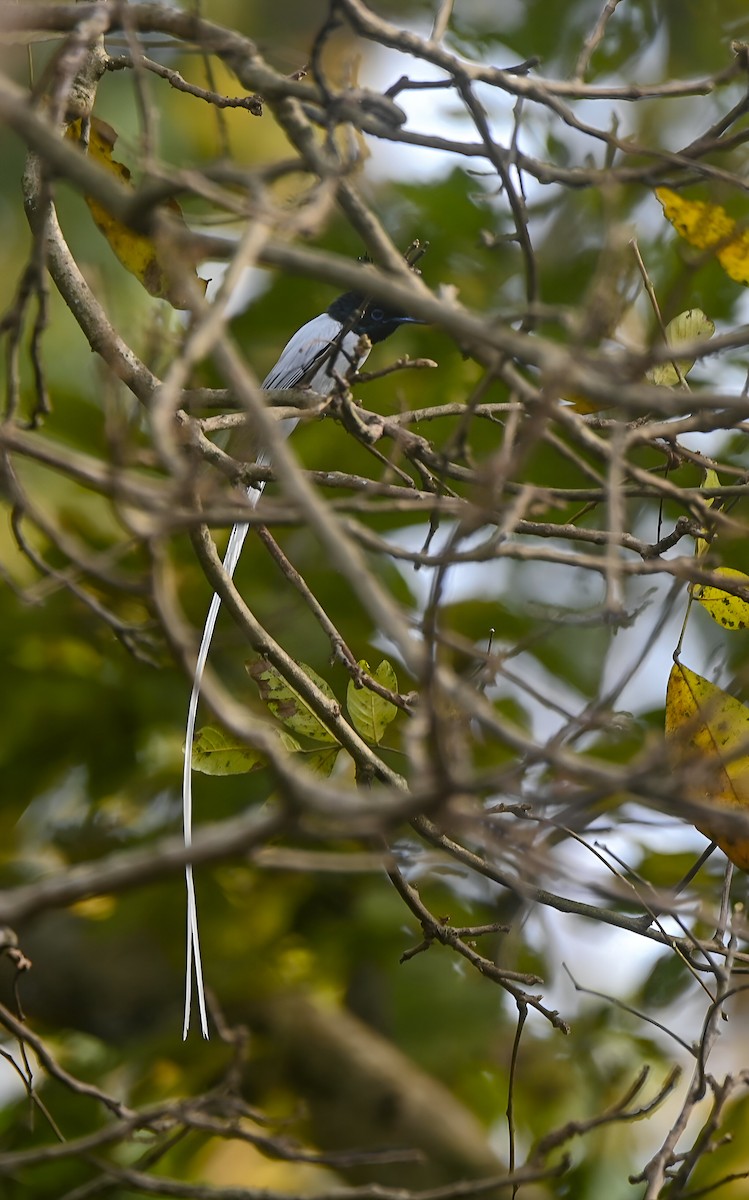 Indian Paradise-Flycatcher - ML632188495