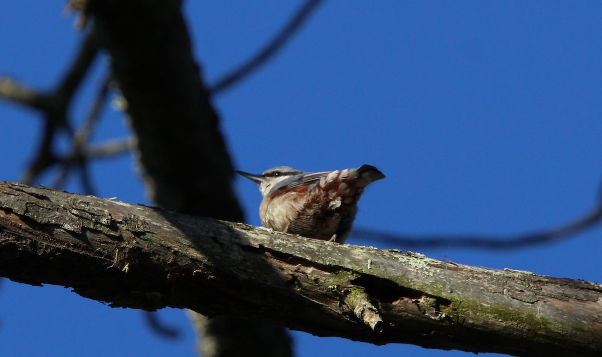 Eurasian Nuthatch - ML632188532