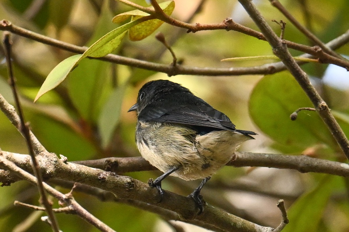 Cambodian Flowerpecker - ML632188886