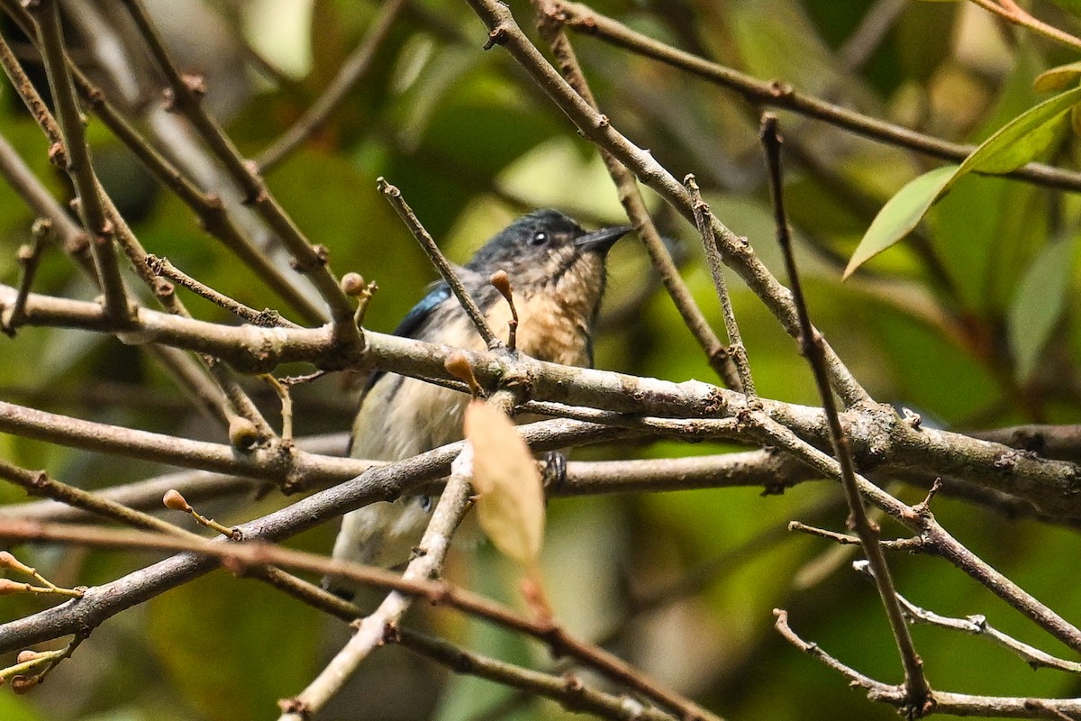 Cambodian Flowerpecker - ML632188887