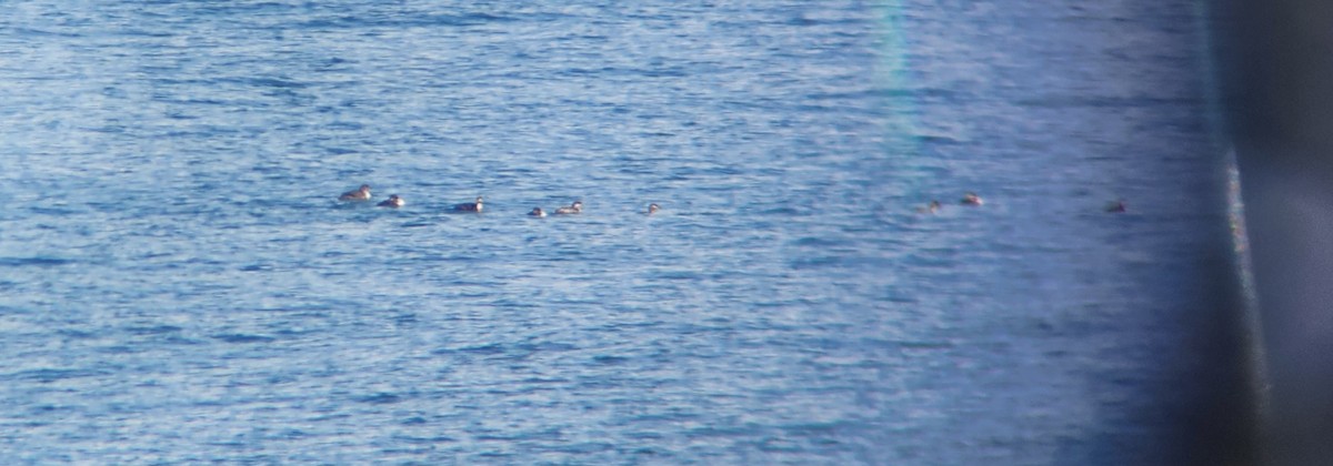 Red-necked Grebe - ML632189120