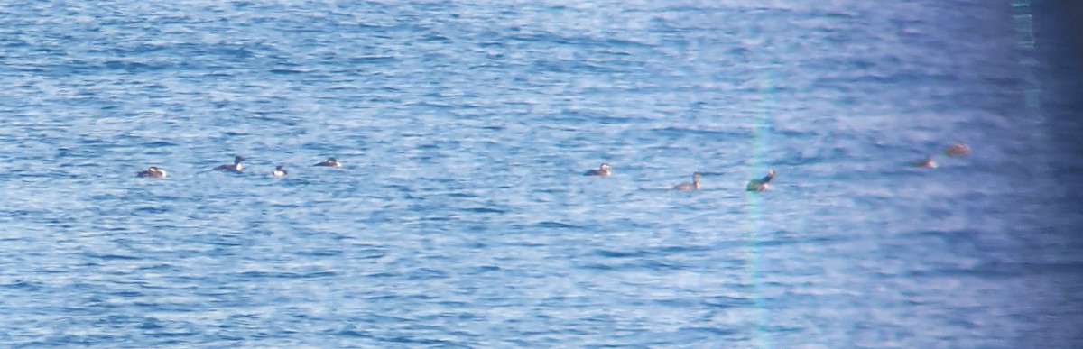 Red-necked Grebe - ML632189121