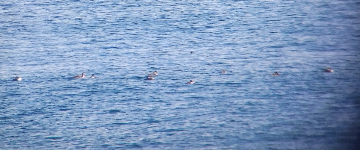 Red-necked Grebe - ML632189123