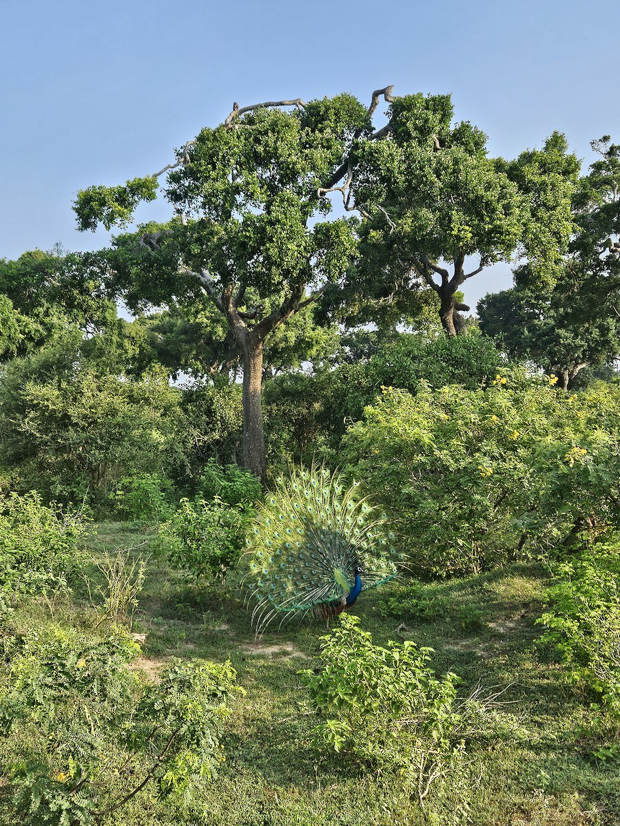 藍孔雀 - ML632189182