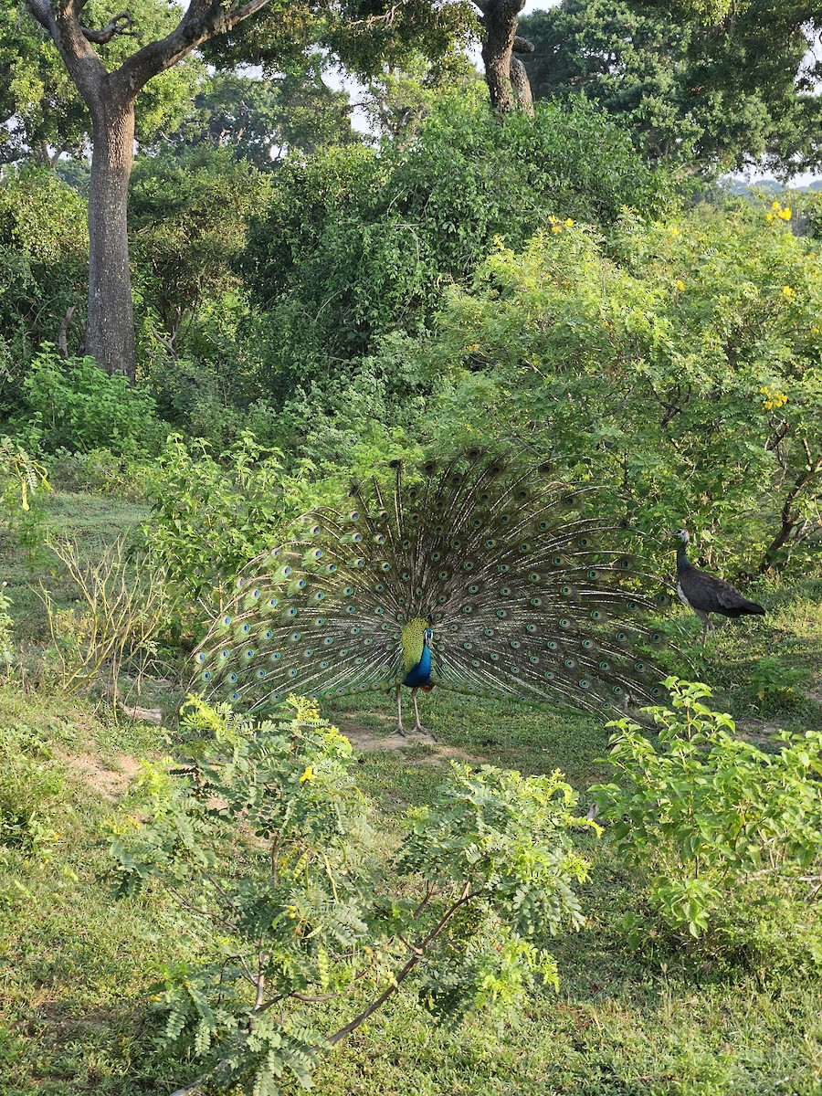 藍孔雀 - ML632189184