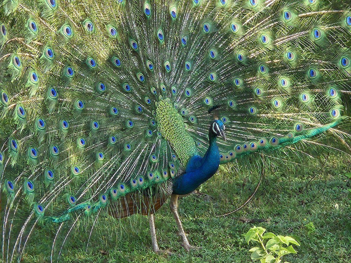 藍孔雀 - ML632189185