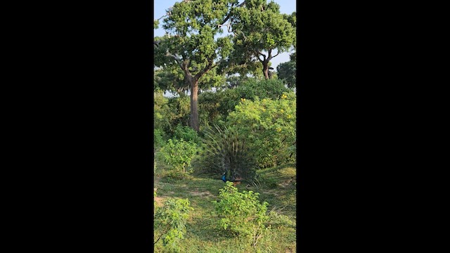 藍孔雀 - ML632189186