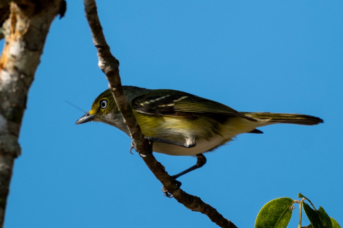 White-eyed Vireo - ML632189282