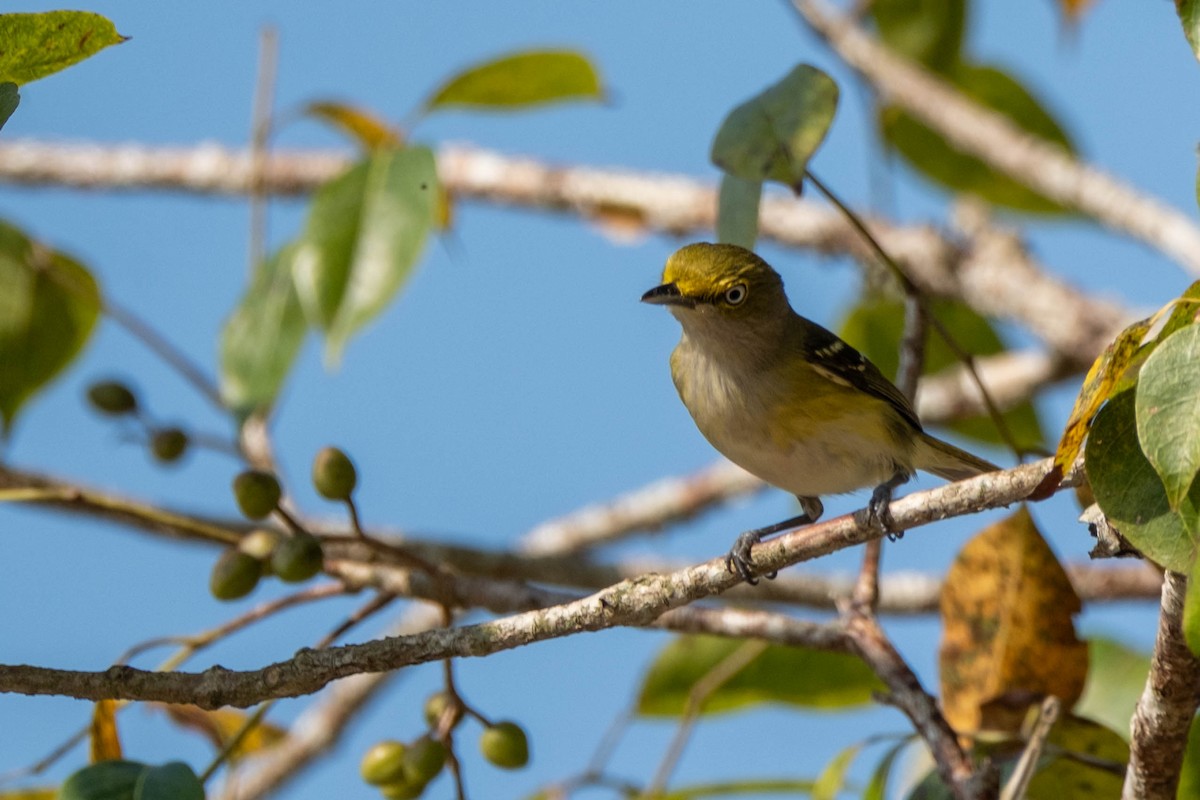 White-eyed Vireo - ML632189288