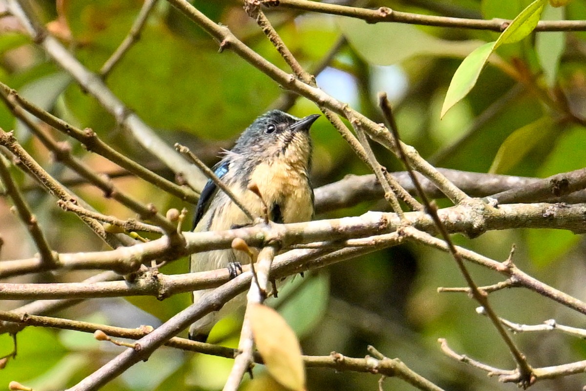 Cambodian Flowerpecker - ML632189344