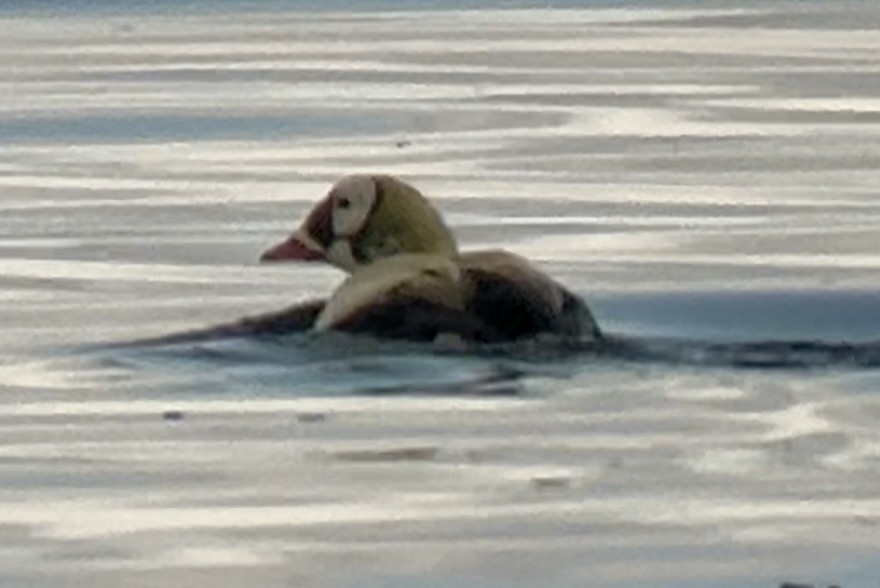Spectacled Eider - ML632189372
