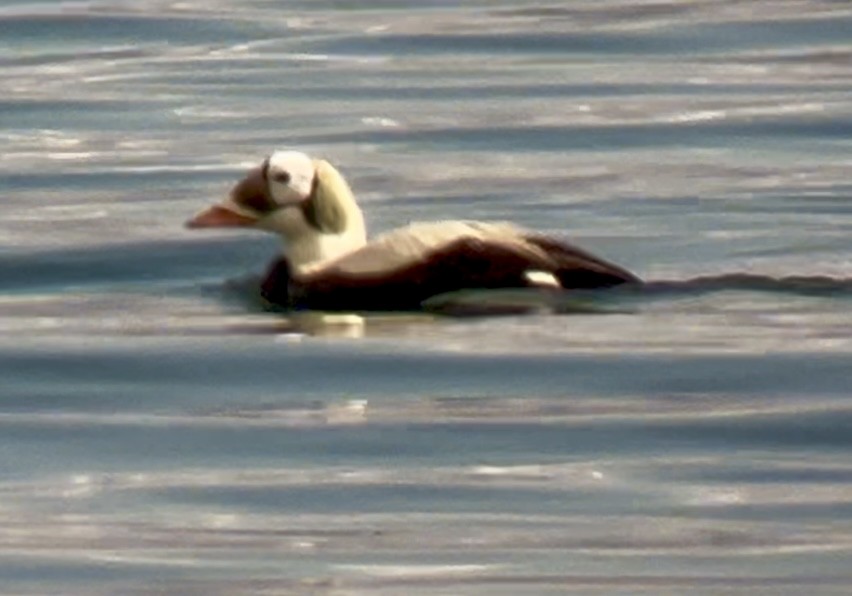 Spectacled Eider - ML632189373