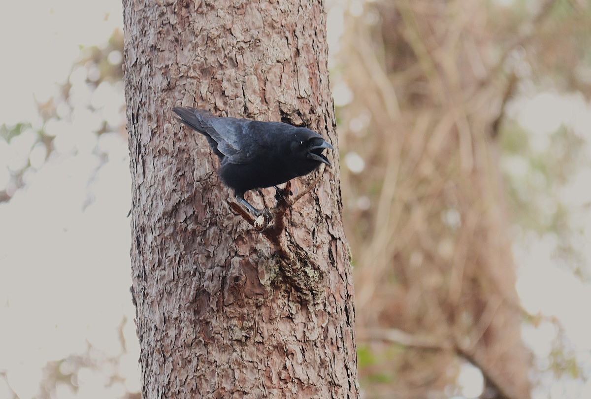 Hispaniolan Palm-Crow - ML632189398