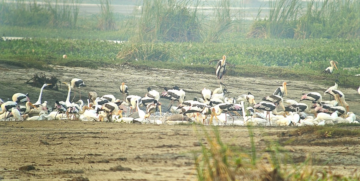 Painted Stork - ML632189444