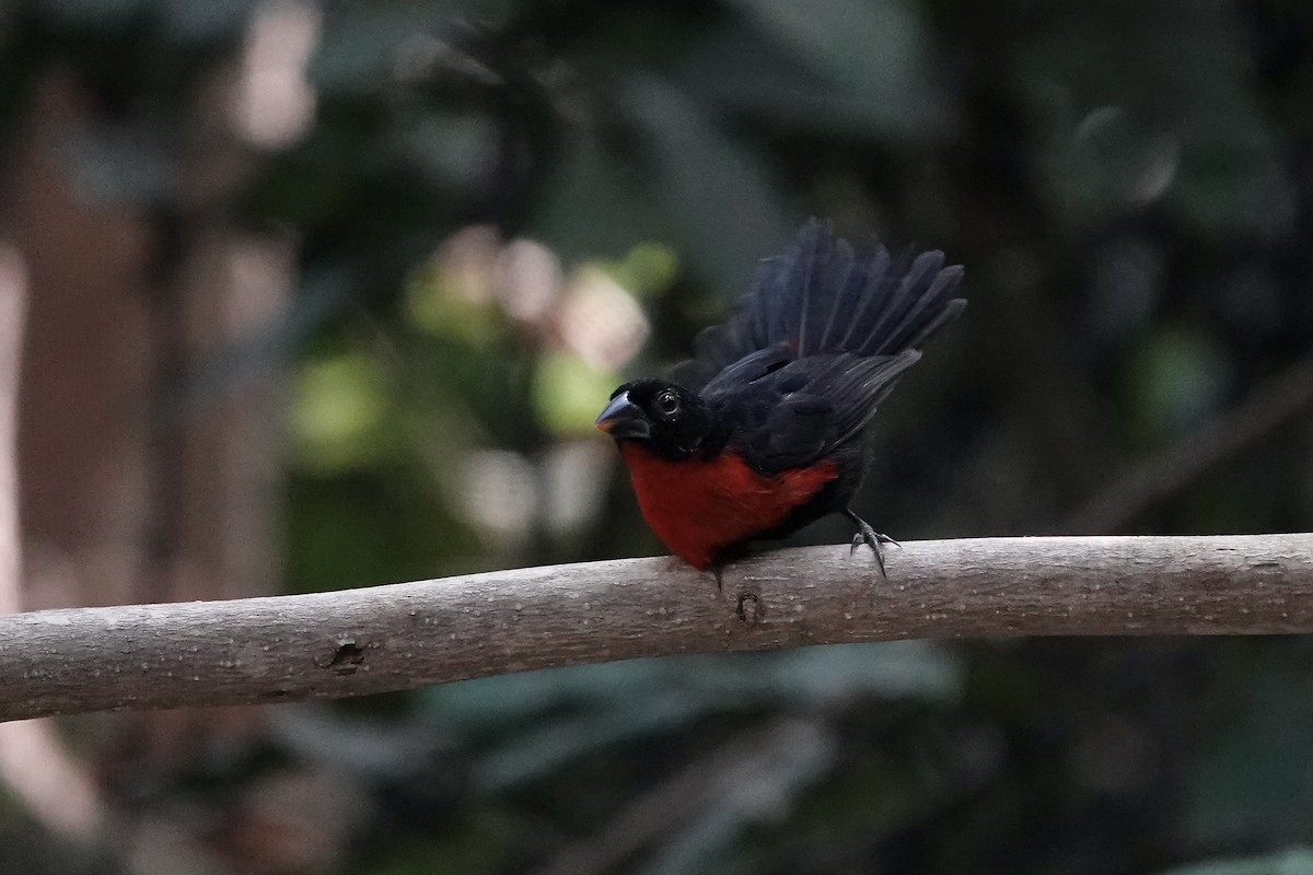Western Bluebill - ML632189543