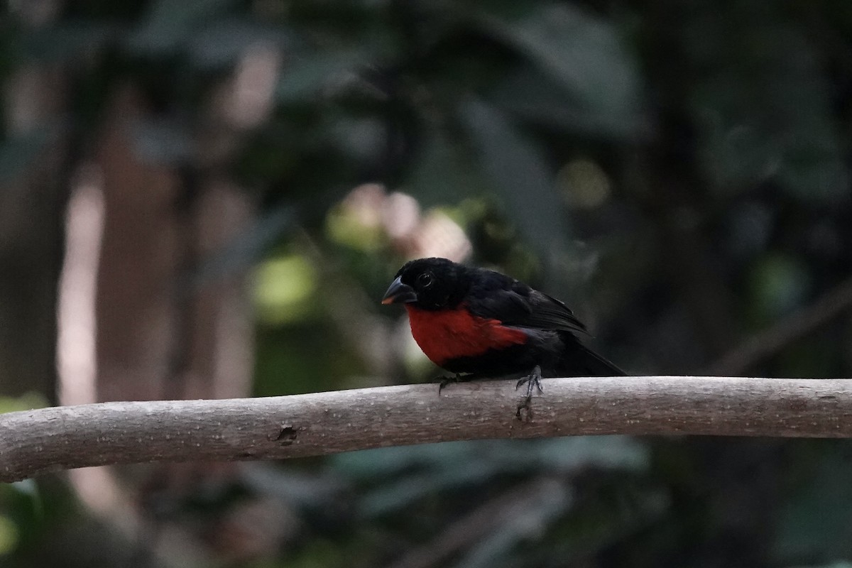 Western Bluebill - ML632189545