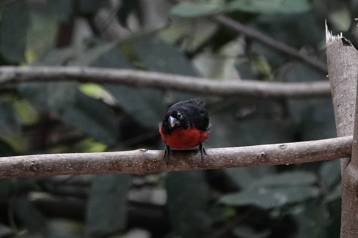 Western Bluebill - ML632189547