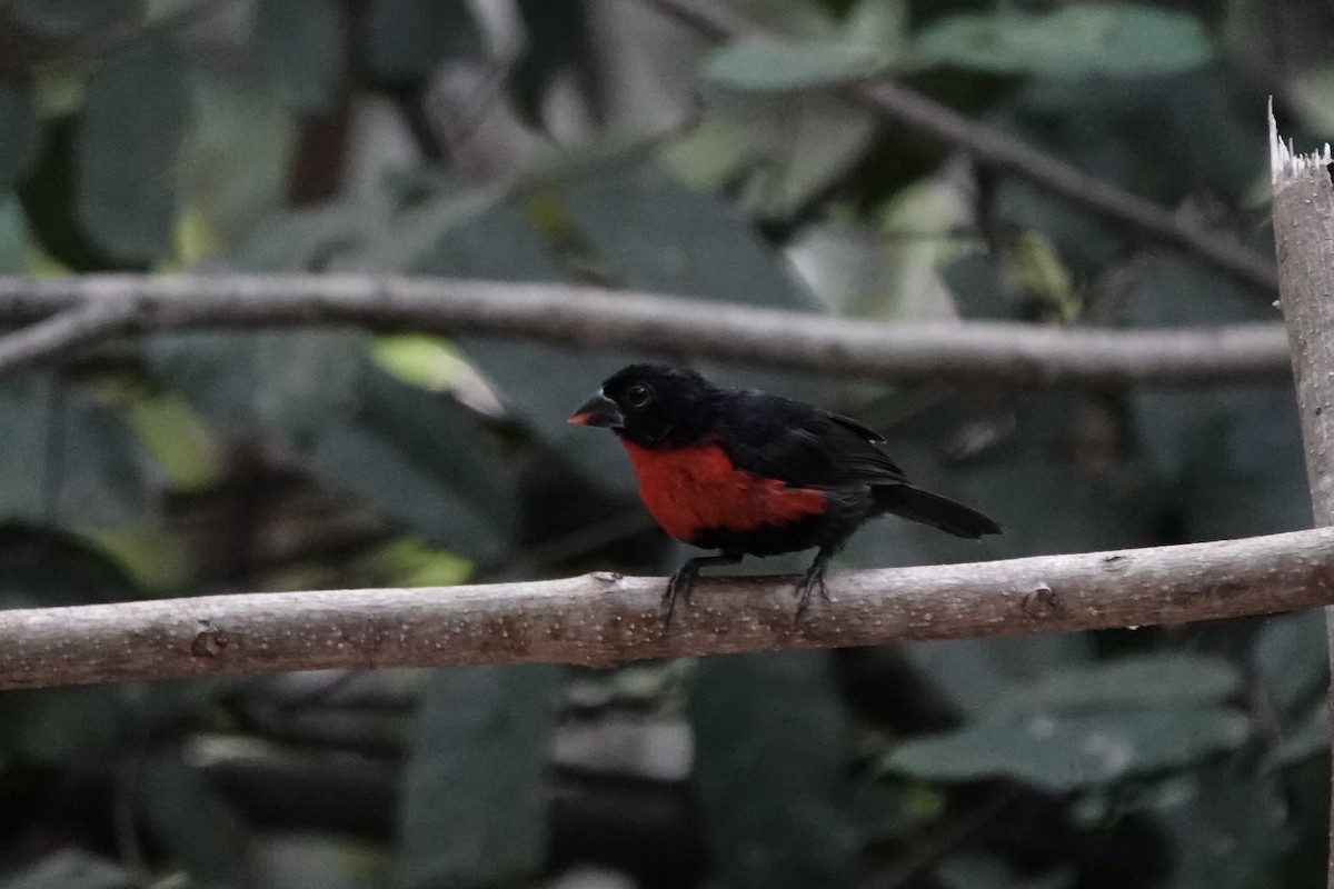 Western Bluebill - ML632189550