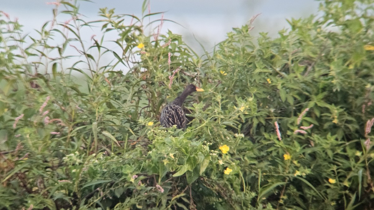 董雞 - ML632189595