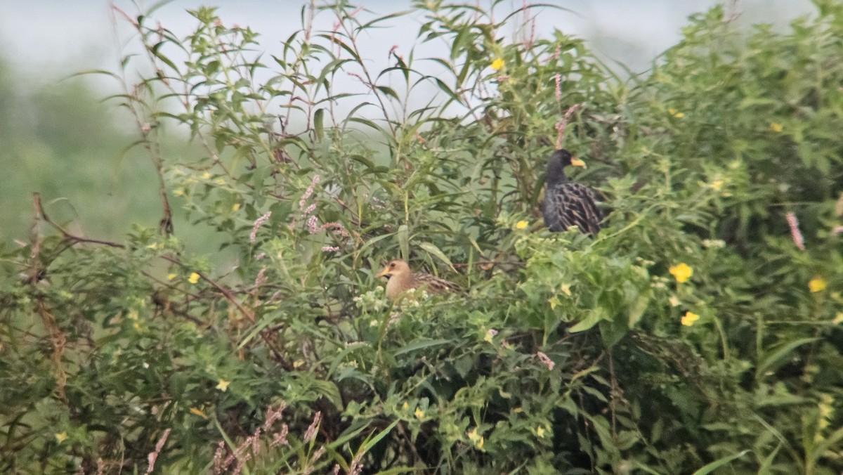 董雞 - ML632189597