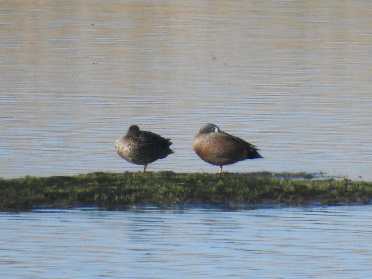 Blue-winged Teal - ML632189661