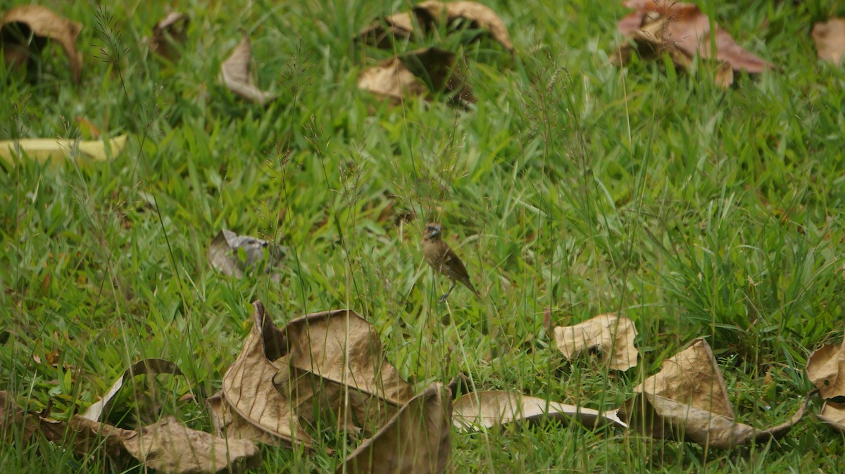 Scaly-breasted Munia (Scaled) - ML632189669