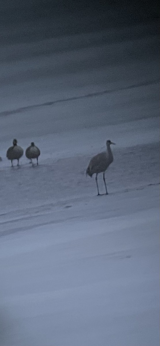 沙丘鶴 - ML632189672