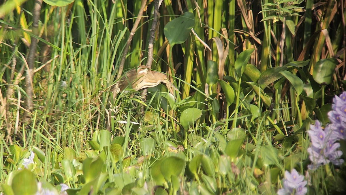 黃小鷺 - ML632189689