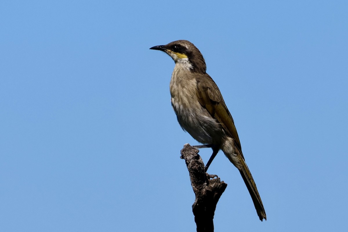 Singing Honeyeater - ML632189715