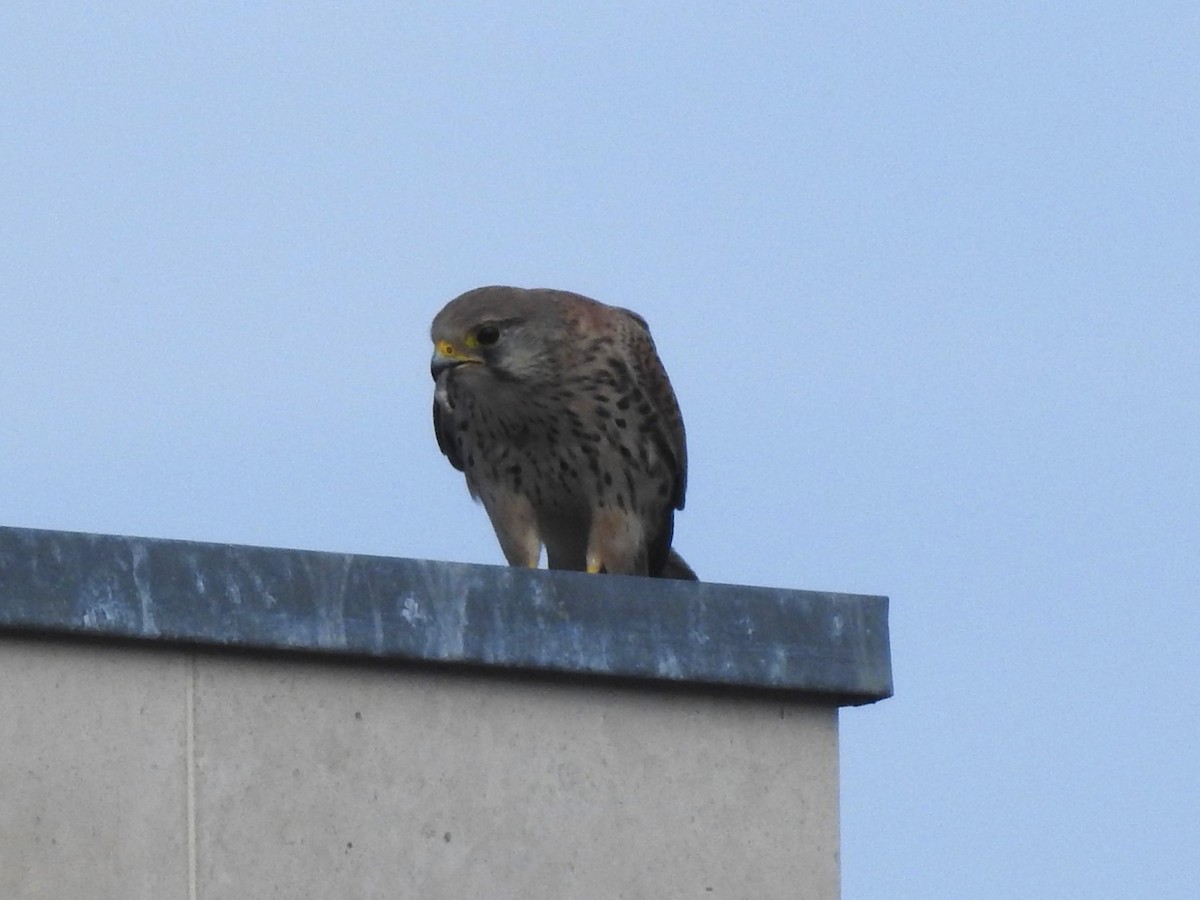 Eurasian Kestrel - ML632189734
