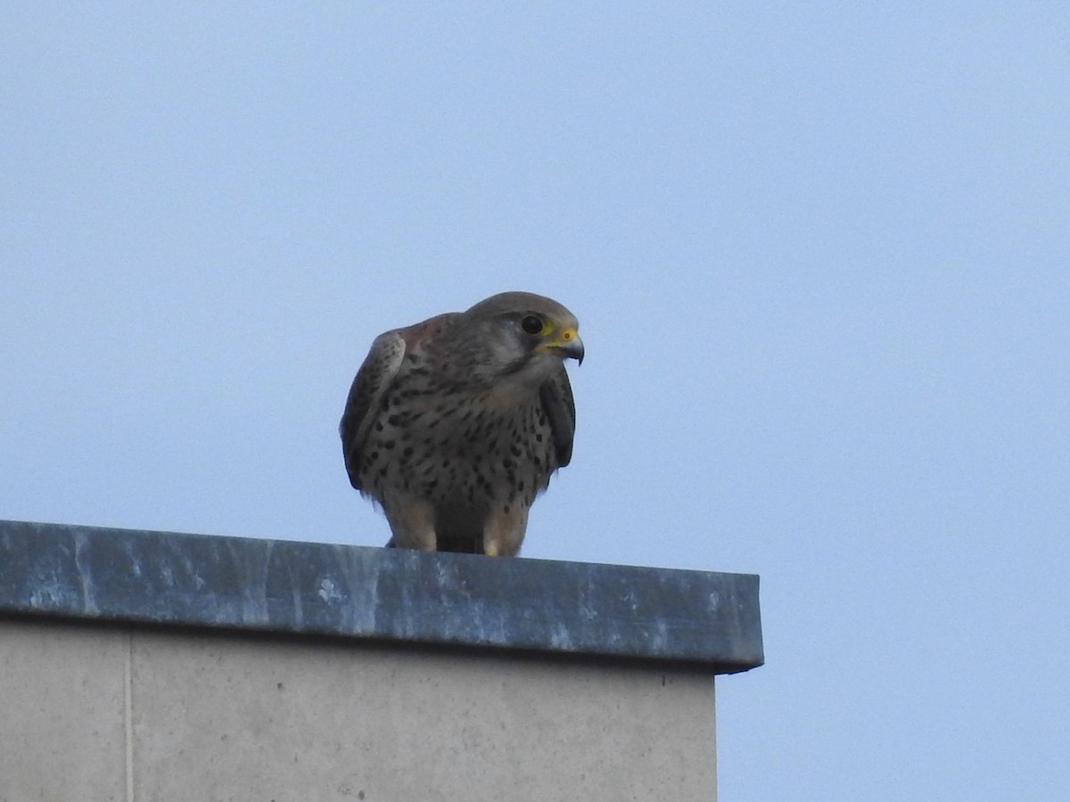 Eurasian Kestrel - ML632189735