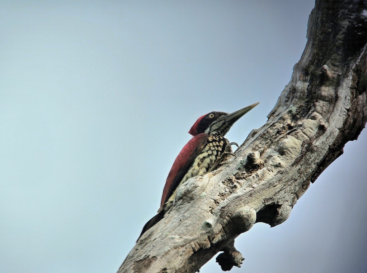 Crimson-backed Flameback - ML632189778
