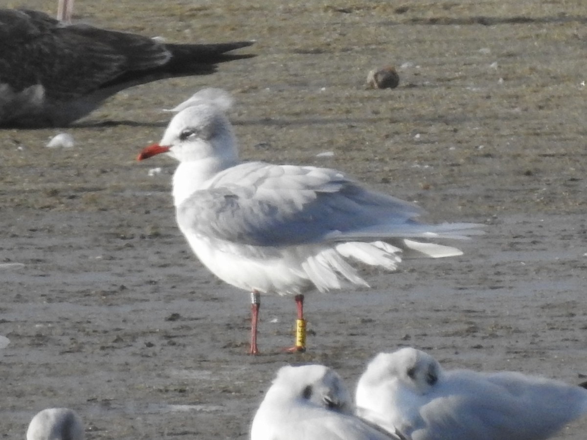 Mediterranean Gull - ML632189871