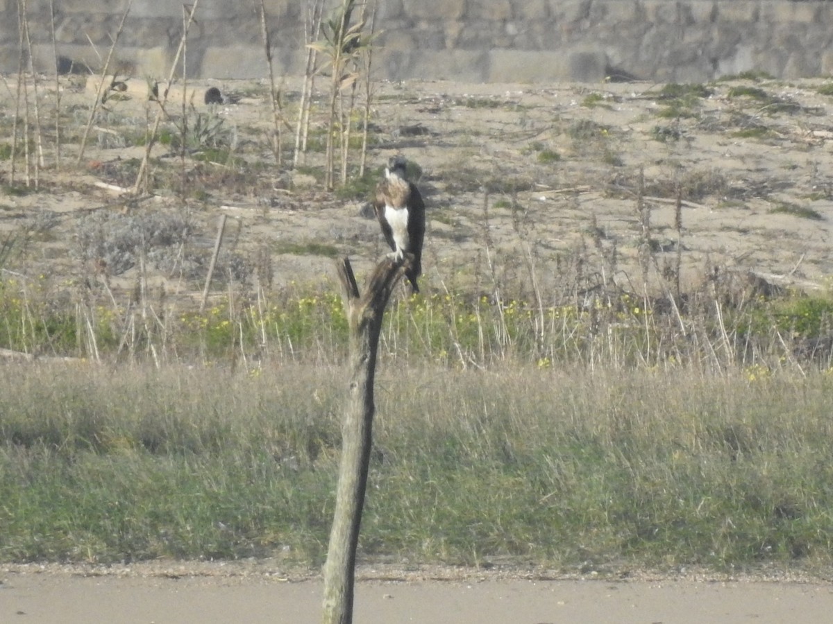 Osprey - ML632189886