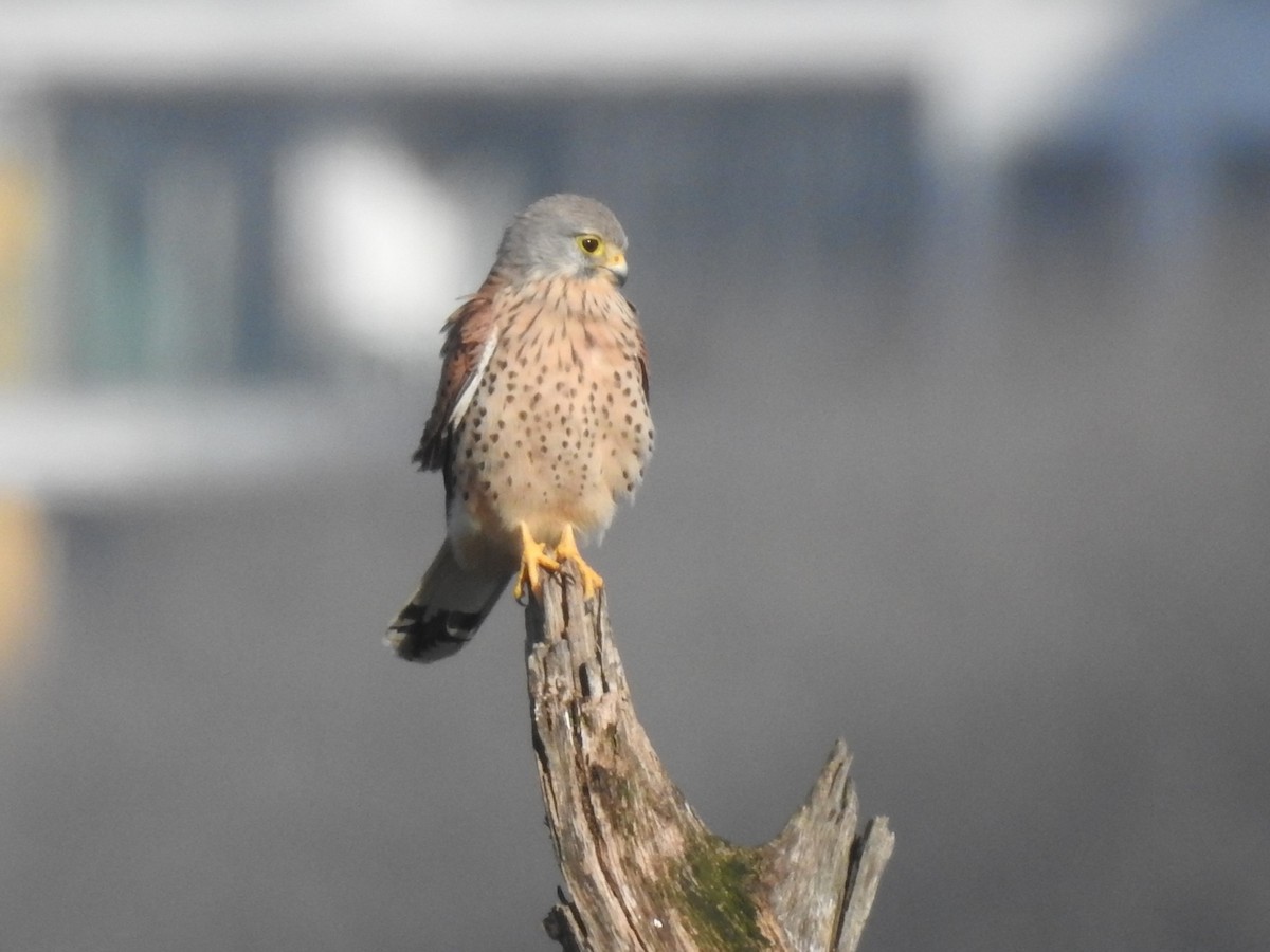 Eurasian Kestrel - ML632189906
