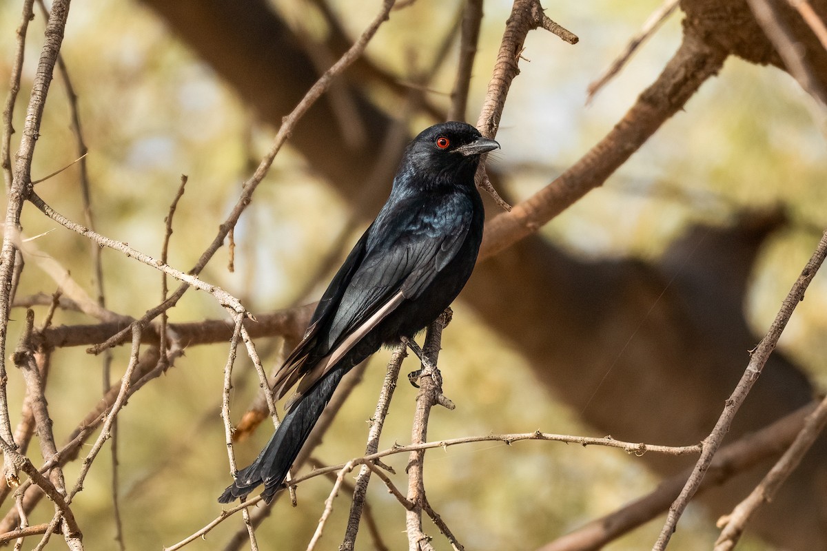 Fork-tailed Drongo (Glossy-backed) - ML632189909