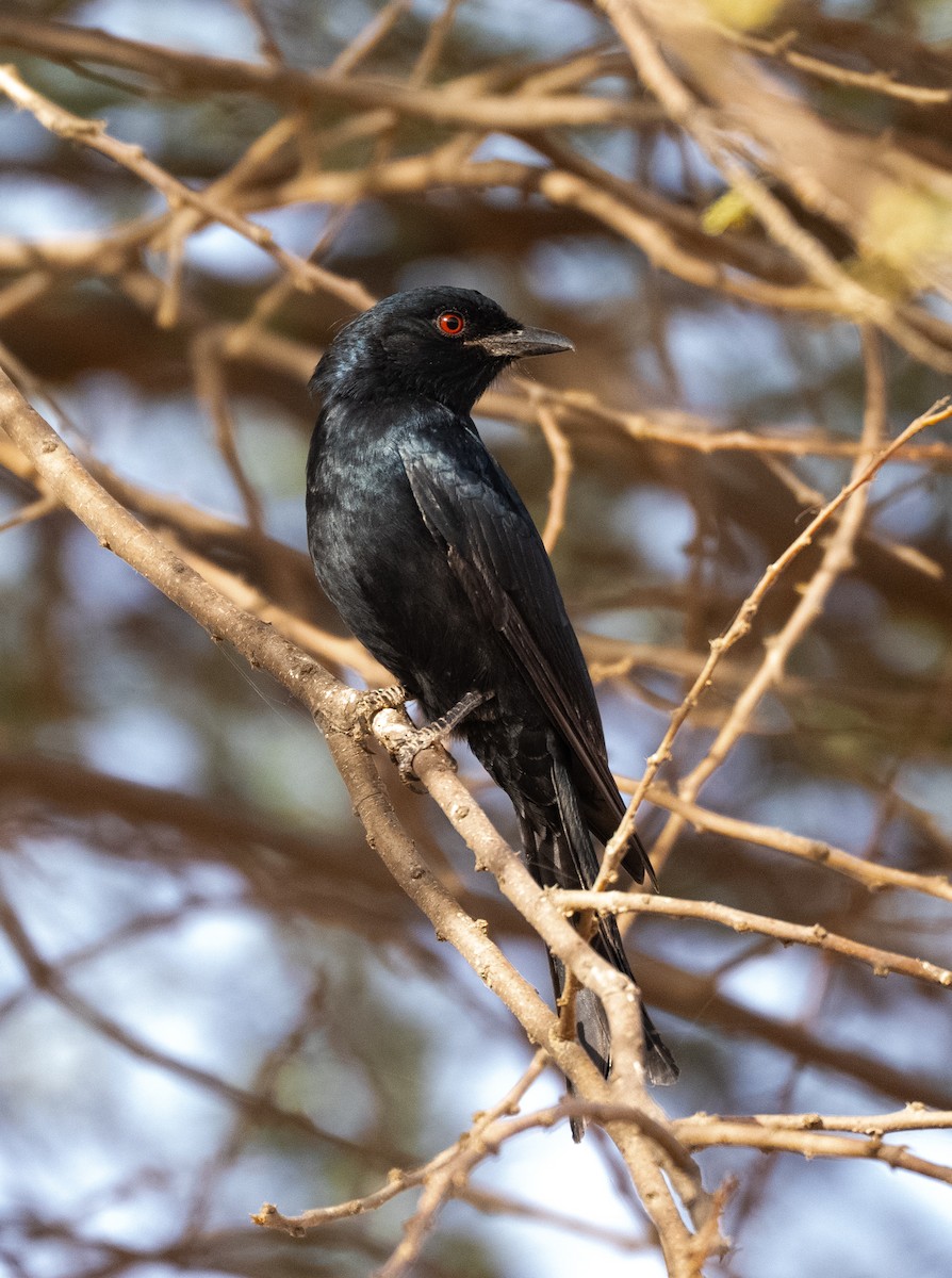 Fork-tailed Drongo (Glossy-backed) - ML632189910
