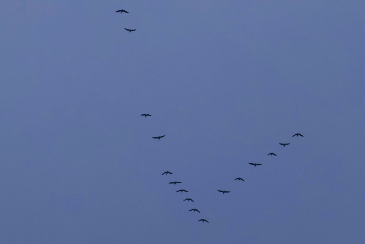 Хээрийн галуу - ML632190132