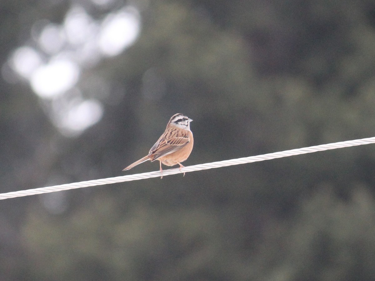 Цагаан хөмсөгт хөмрөг - ML632190197