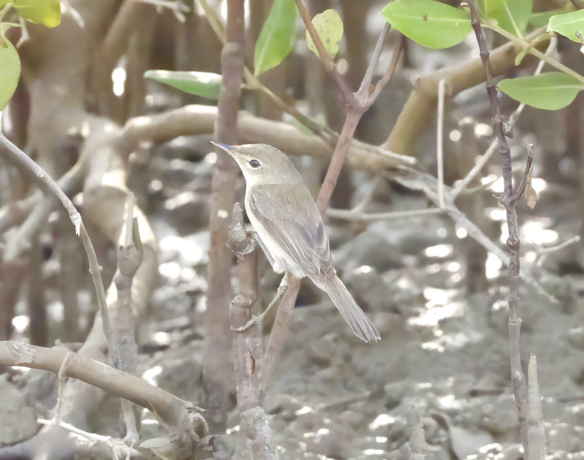 Common Reed Warbler (Mangrove) - ML632190198