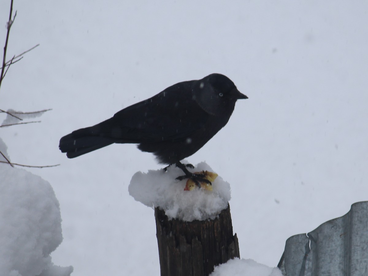 Харлаг хэрээ - ML632190255