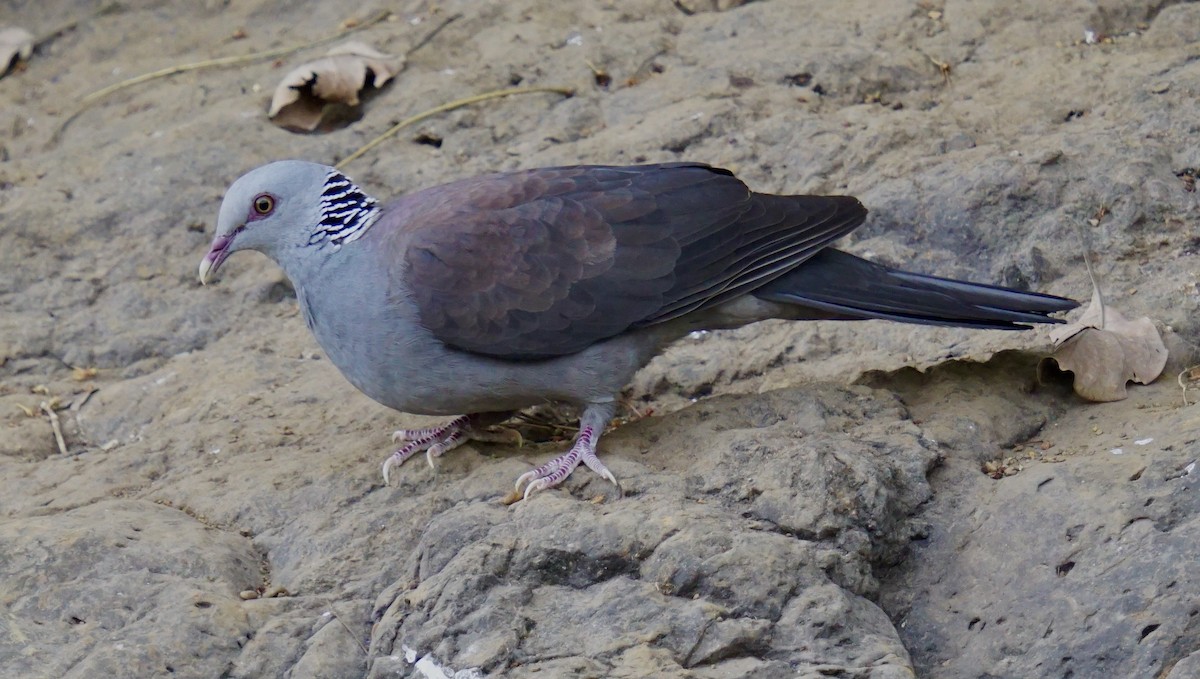 Nilgiri Wood-Pigeon - ML632190413