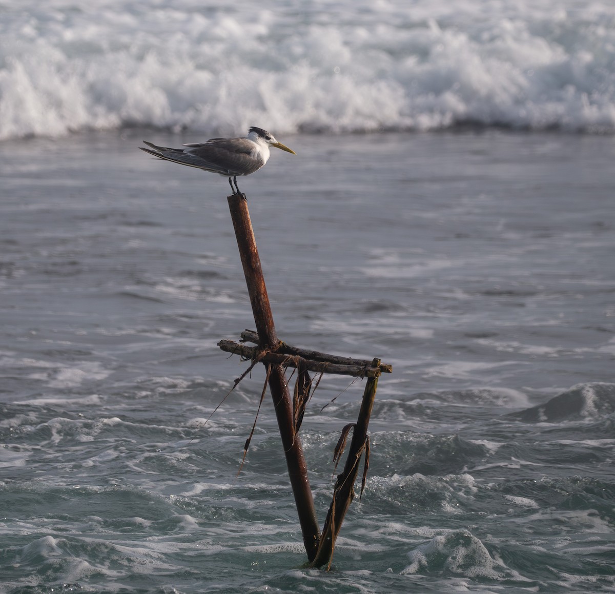 Great Crested Tern - ML632190480