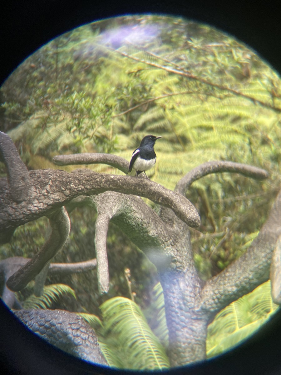 Oriental Magpie-Robin - ML632190722