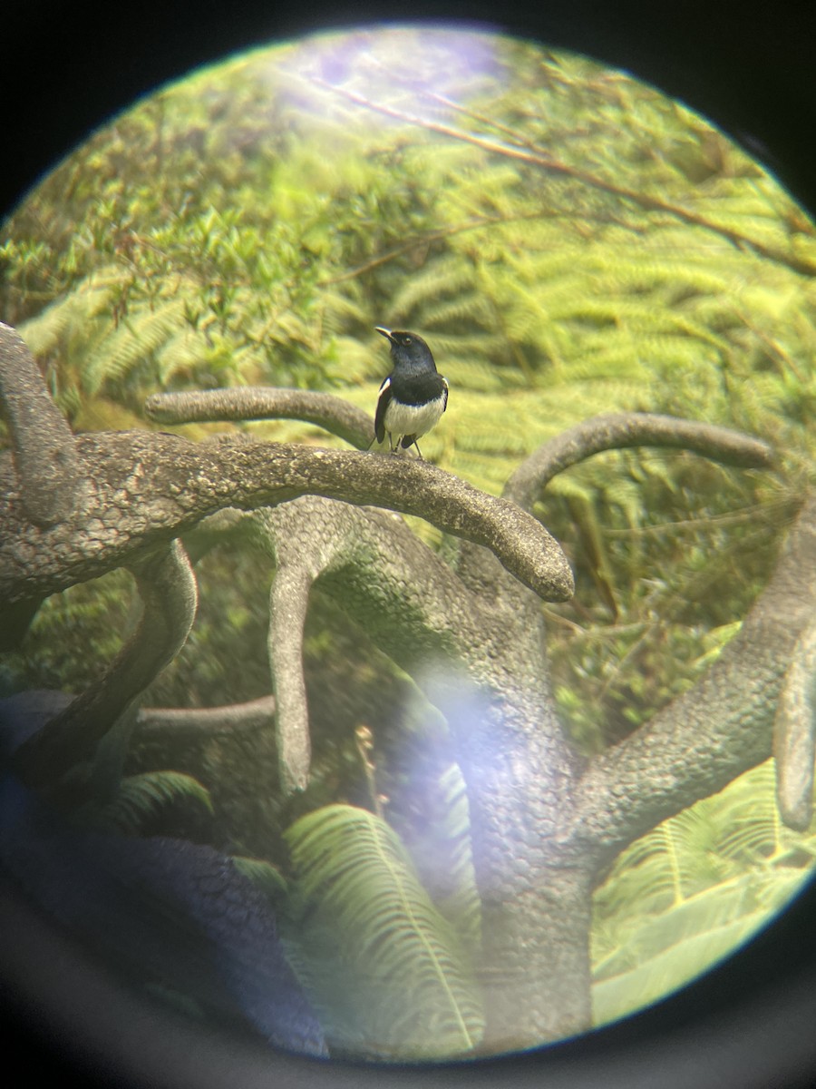 Oriental Magpie-Robin - ML632190723